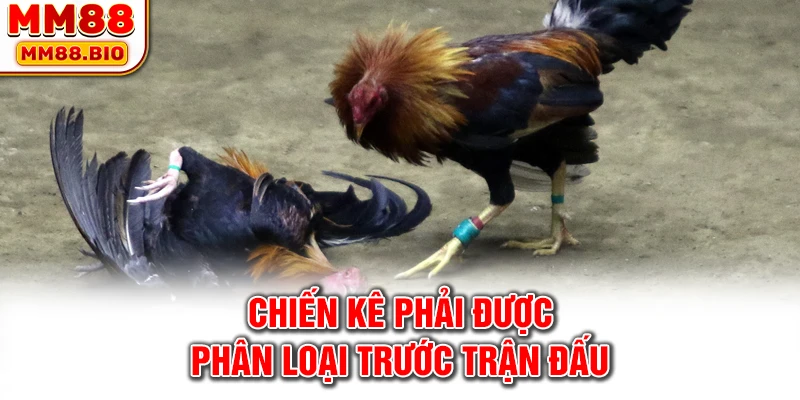 Chiến kê phải được phân loại trước trận đấu