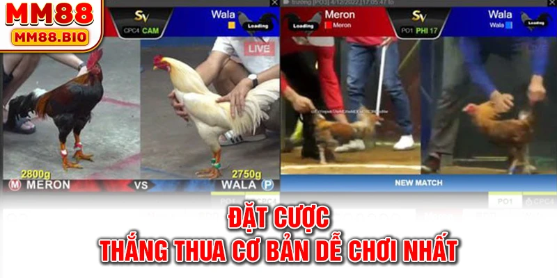 Đặt cược thắng thua cơ bản dễ chơi nhất
