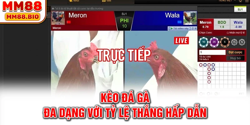 Kèo đá gà đa dạng với tỷ lệ thắng hấp dẫn