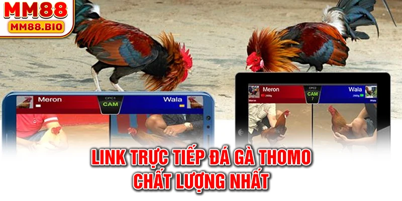 Link trực tiếp đá gà Thomo chất lượng nhất