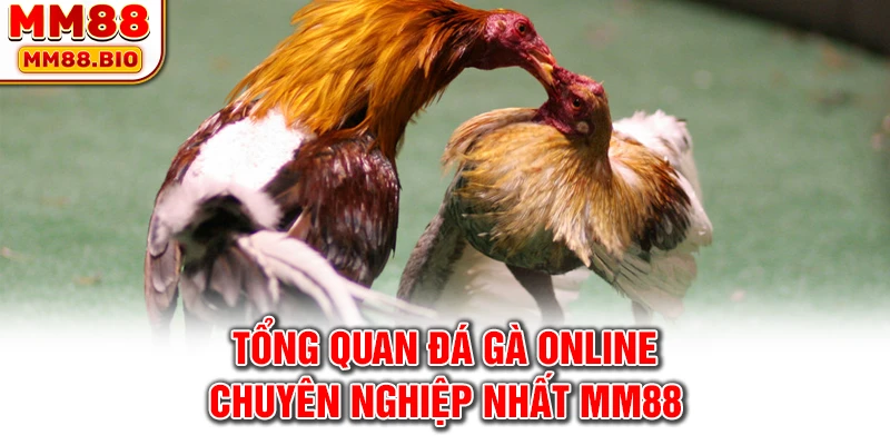 Tổng quan đá gà online chuyên nghiệp nhất MM88
