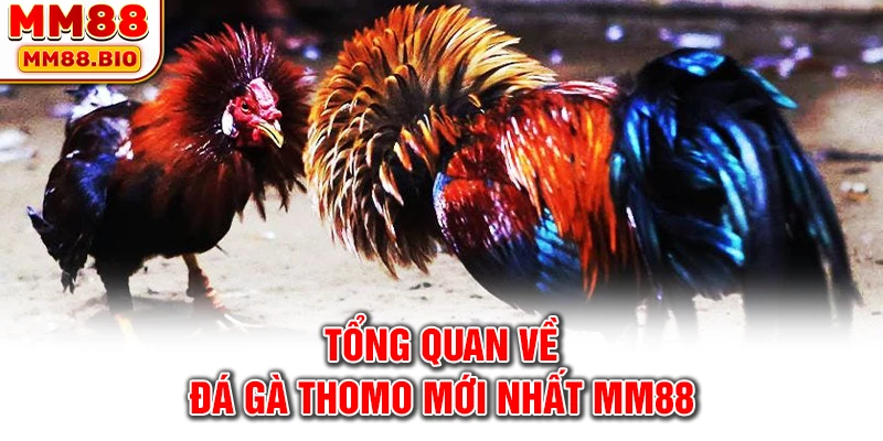 Tổng quan về đá gà Thomo mới nhất MM88