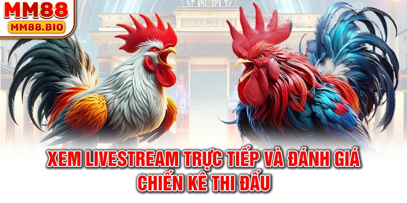 Xem livestream trực tiếp và đánh giá chiến kê thi đấu