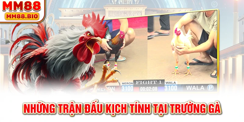 Những trận đấu kịch tính tại trường gà