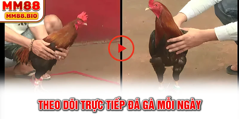 Theo dõi trực tiếp đá gà mỗi ngày